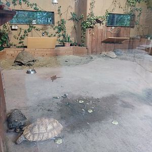 Ebbs Raritätenzoo - Ringtailed lemur house & African giant tortoises house