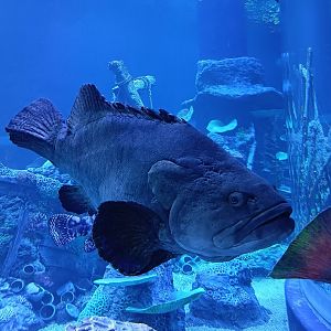 BXSea Aquarium - Giant Grouper (Epinephelus lanceolatus)