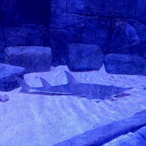 BXSea Aquarium - White-spotted Wedgefish (Rhynchobatus australiae)