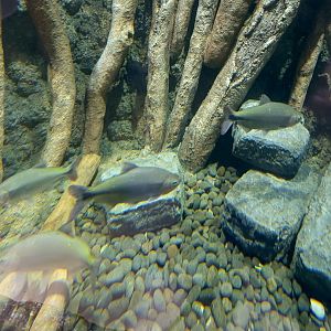 BXSea Aquarium - Piraputanga (Brycon hilarii)