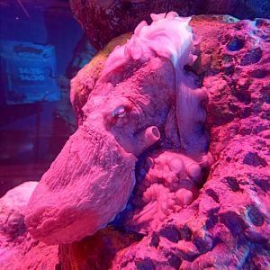BXSea Aquarium - Giant Pacific Octopus (Enteroctopus dofleini)