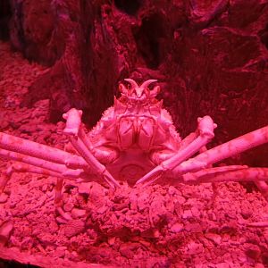 BXSea Aquarium - Japanese Spider Crab (Macrocheira kaempferi)