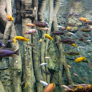 BSea Aquarium - Cichlids