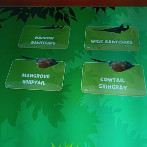 BXSea Aquarium - Signage for Narrow and Wide Sawfish (Anoxypristis cuspidata and Pristis zijsron)