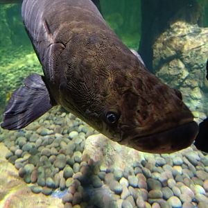 BXSea Aquarium - Pirarucu (Arapaima gigas)