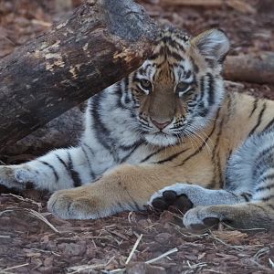 Amur Tiger Cub