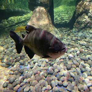 BXSea Aquarium - Tambaqui/Black Pacu (Colossoma macroponum)
