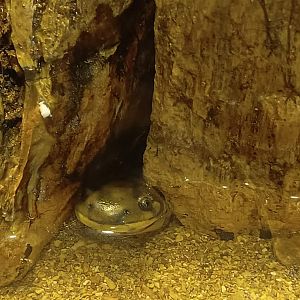 BXSea Aquarium - Tiger Salamander (Ambystoma tigrinum)