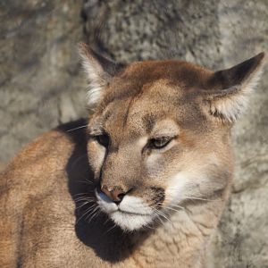 Cougar