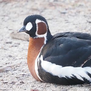 Red-Breasted Goose