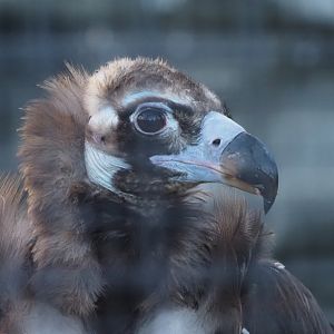 Cinereous Vulture