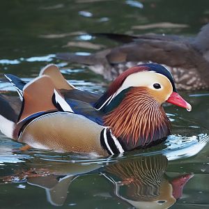 Mandarin Duck