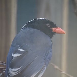 Red-Billed Blue Magpie