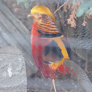 Golden Pheasant