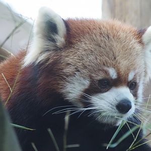 Styan's Red Panda