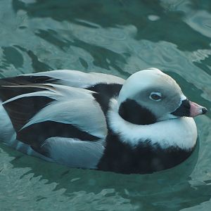 Long-Tailed Duck