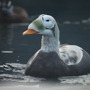 Spectacled Eider