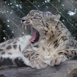 Snow Leopard