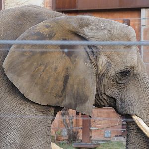 African Bush Elephant