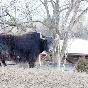 Domestic Yak