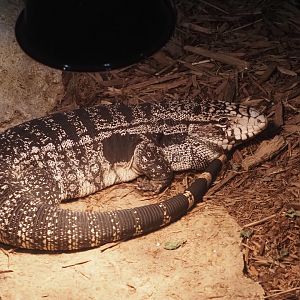 Argentine Black-and-White Tegu