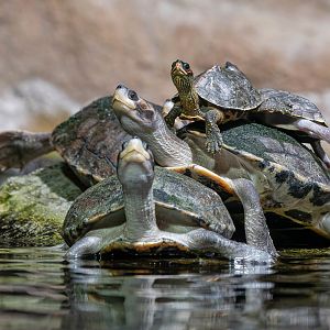 Brown roofed turtle (Pangshura smithii) & Indian roofed turtle (Pangshura tecta)