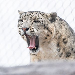 Pemba the male Snow Leopard