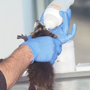Bottle feeding a baby raccoon (Procyon lotor), 2023-05-16