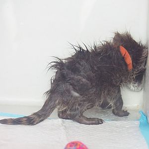 Baby Raccoon (Procyon lotor), 2023-05-16