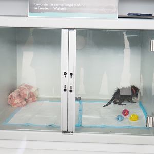 Baby Raccoon incubator, 2023-05-16