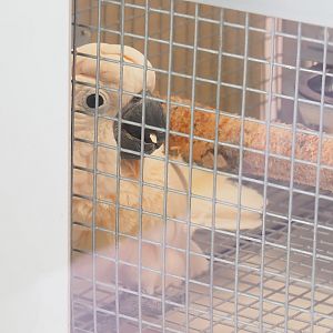 Young Moluccan cockatoo  (Cacatua moluccensis), 2023-05-16