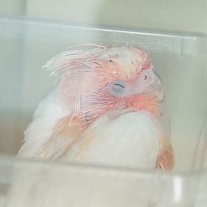Major Mitchell's cockatoo (Lophochroa leadbeateri) chick, 2023-05-16
