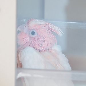 Major Mitchell's cockatoo (Lophochroa leadbeateri) chick, 2023-05-16