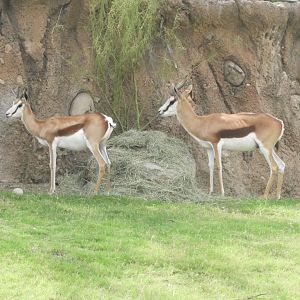 Springbok