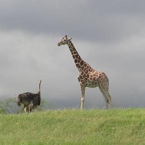 Ostrich and giraffe