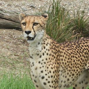 Cheetah