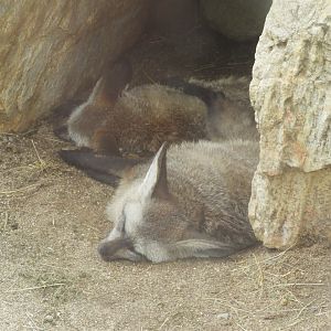 Bat-eared foxes