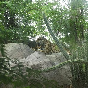 Jaguar