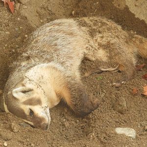 American badger
