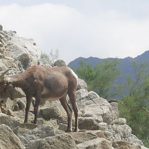 Bighorn sheep
