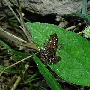 Mukhlesur's narrow-mouthed frog (Microhyla mukhlesuri)