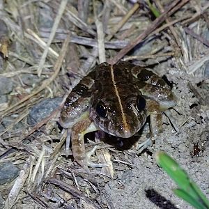 Asian rice frog (Fejervarya limnocharis)