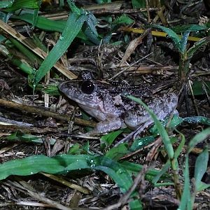 Asian rice frog (Fejervarya limnocharis)