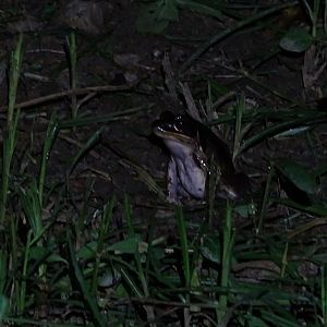 Kokarit frog (Pelophylax lateralis)