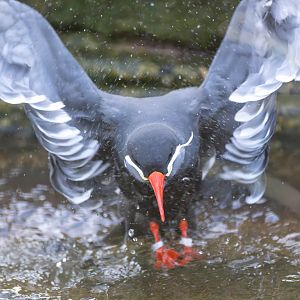 Inca tern, CWP, UK