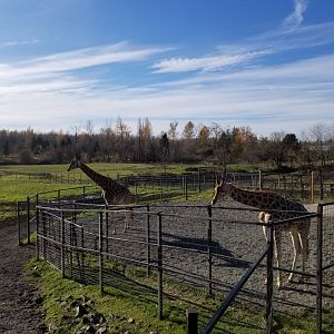 Giraffe holding pen