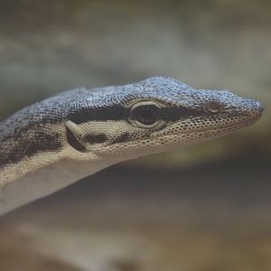 Kimberly Rock Monitor