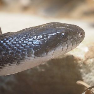 Black Rat Snake