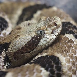 Timber Rattlesnake
