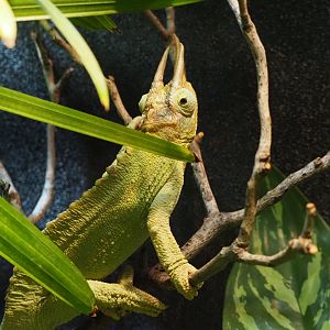 Jackson's Chameleon